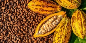 mengapa-australia-begitu-terobsesi-dengan-cokelat